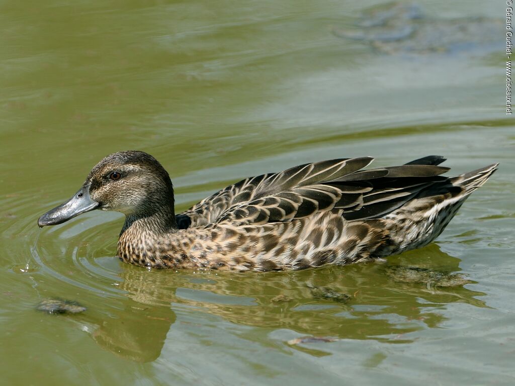 Canard des Hawaï