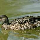 Canard des Hawaï