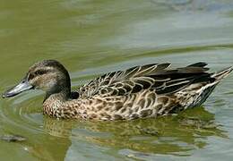 Hawaiian Duck