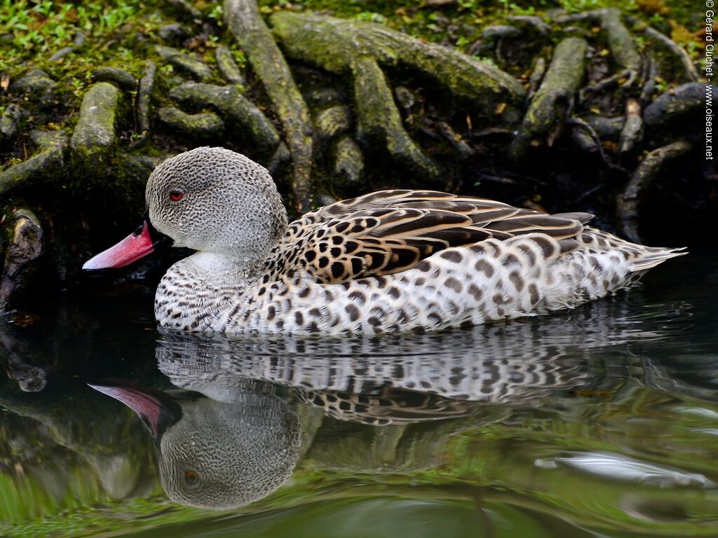 Cape Teal