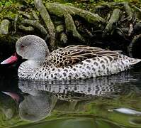 Cape Teal