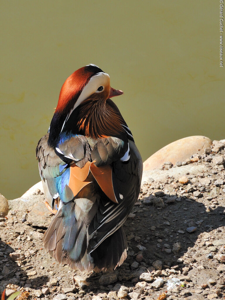 Canard mandarin