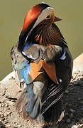 Mandarin Duck