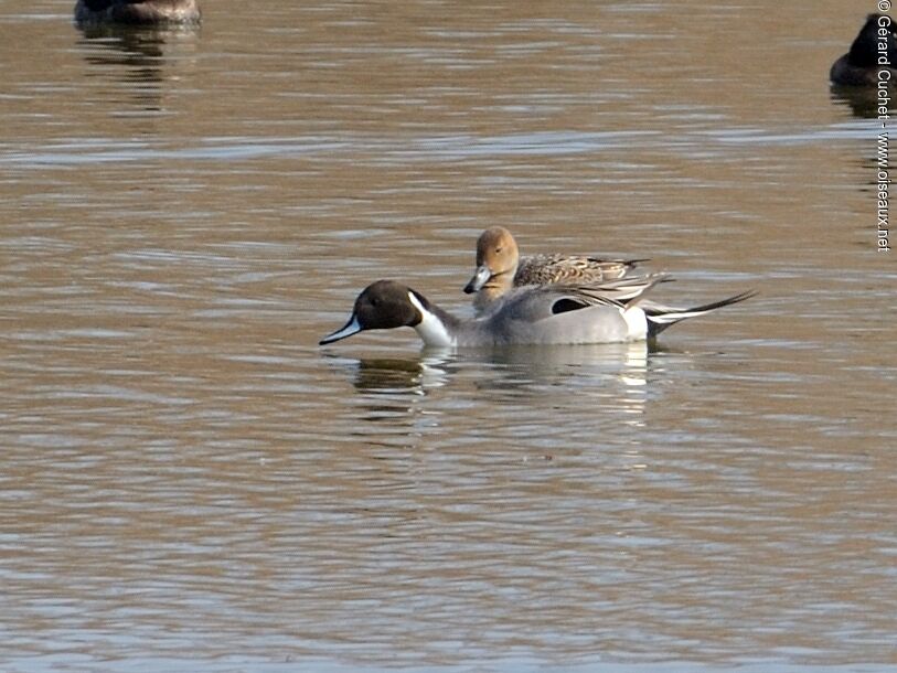 Canard pilet