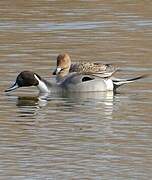 Northern Pintail