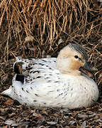 Canard siffleur