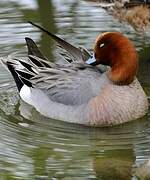 Eurasian Wigeon