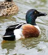 Northern Shoveler