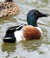 Canard souchet