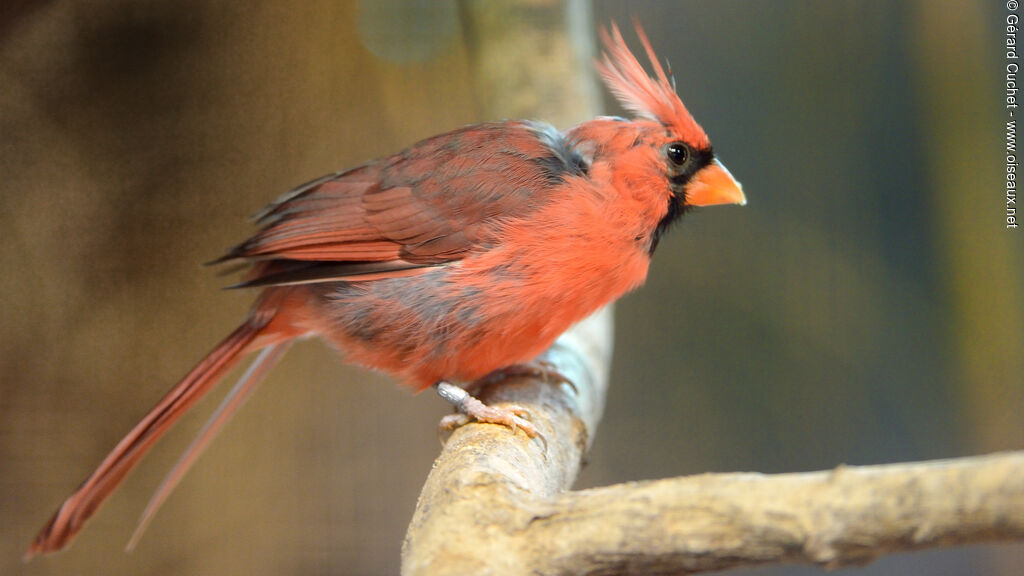 Northern Cardinal, identification