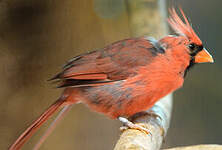 Cardinal rouge