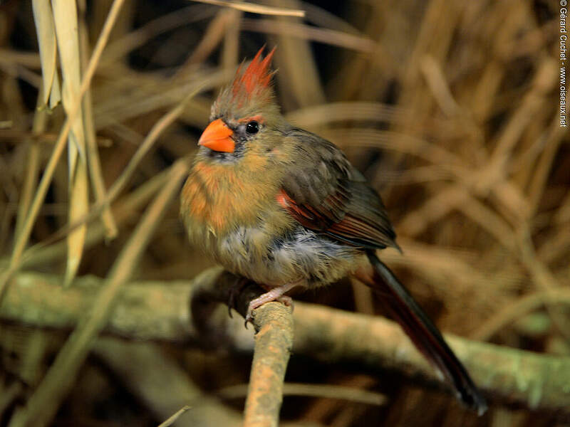 Cardinal rouge gecu310558