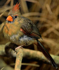 Cardinal rouge