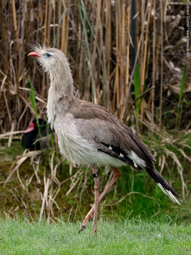 Red-legged Seriema