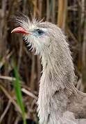 Red-legged Seriema