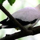 Carpophage blanc