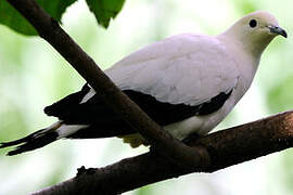 Pied Imperial Pigeon