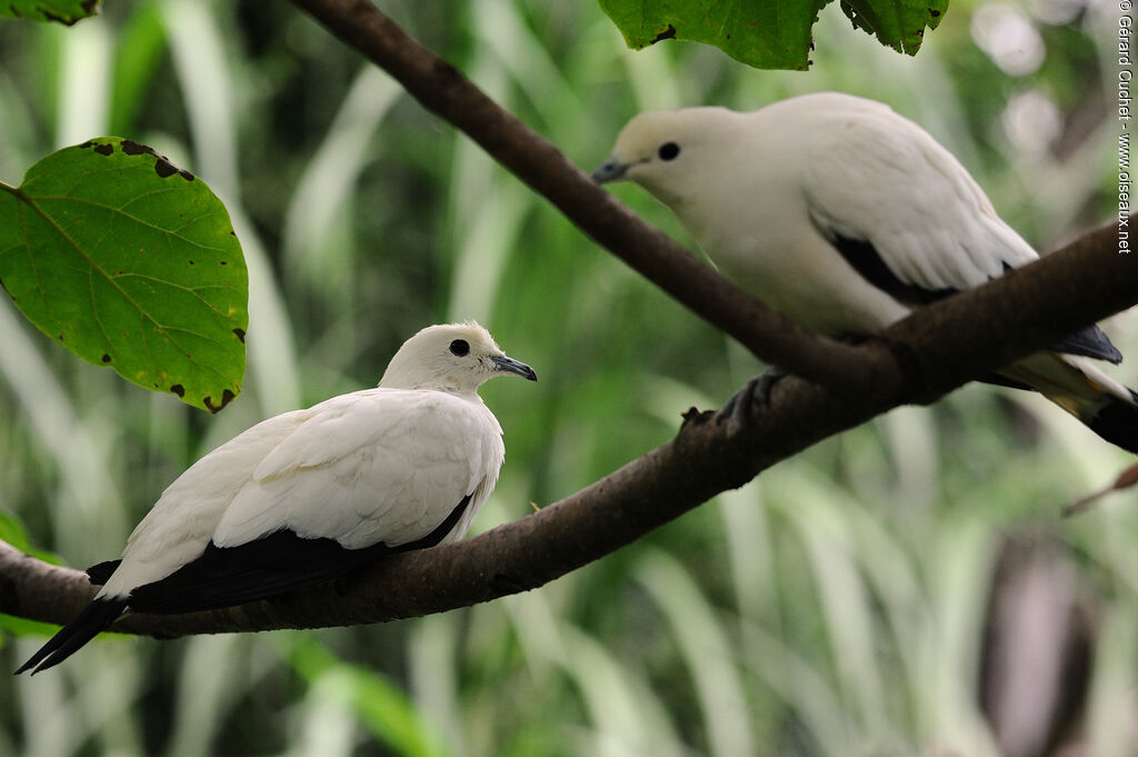 Pied Imperial Pigeonadult