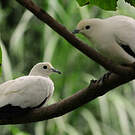 Carpophage blanc