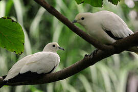 Pied Imperial Pigeon