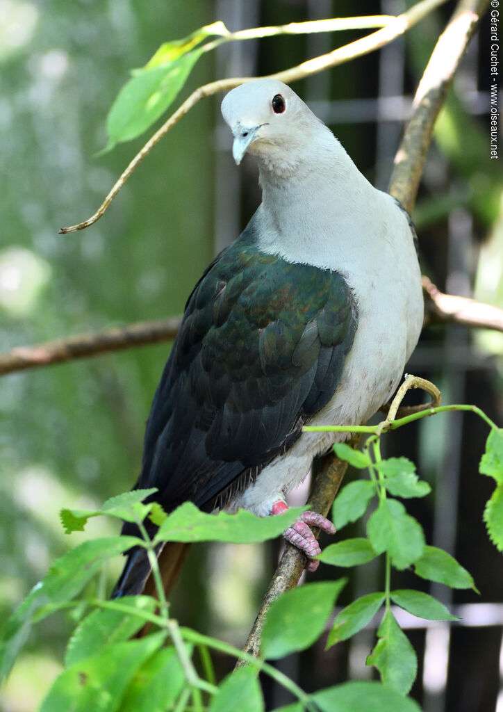 Island Imperial Pigeon, identification