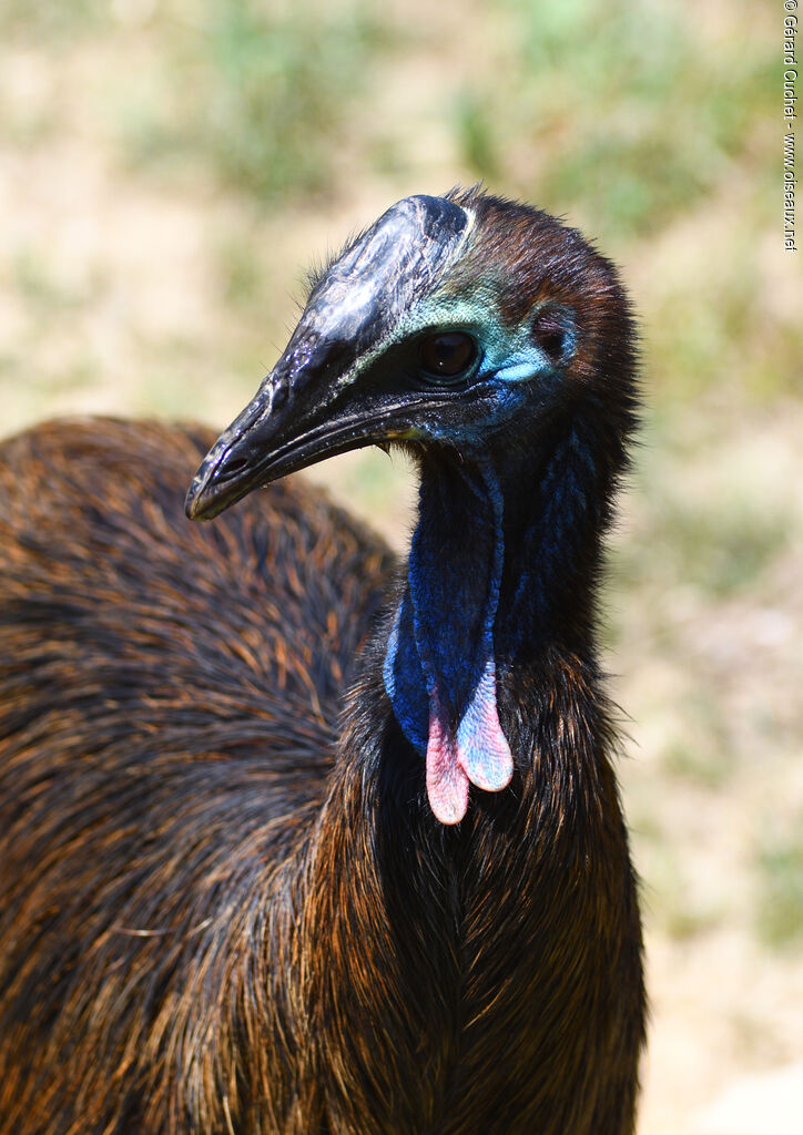 Southern Cassowarysubadult, close-up portrait