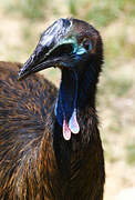 Southern Cassowary