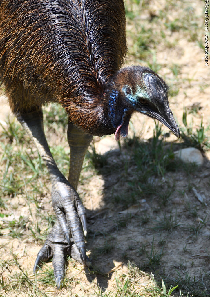 Southern Cassowarysubadult, identification