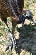 Southern Cassowary