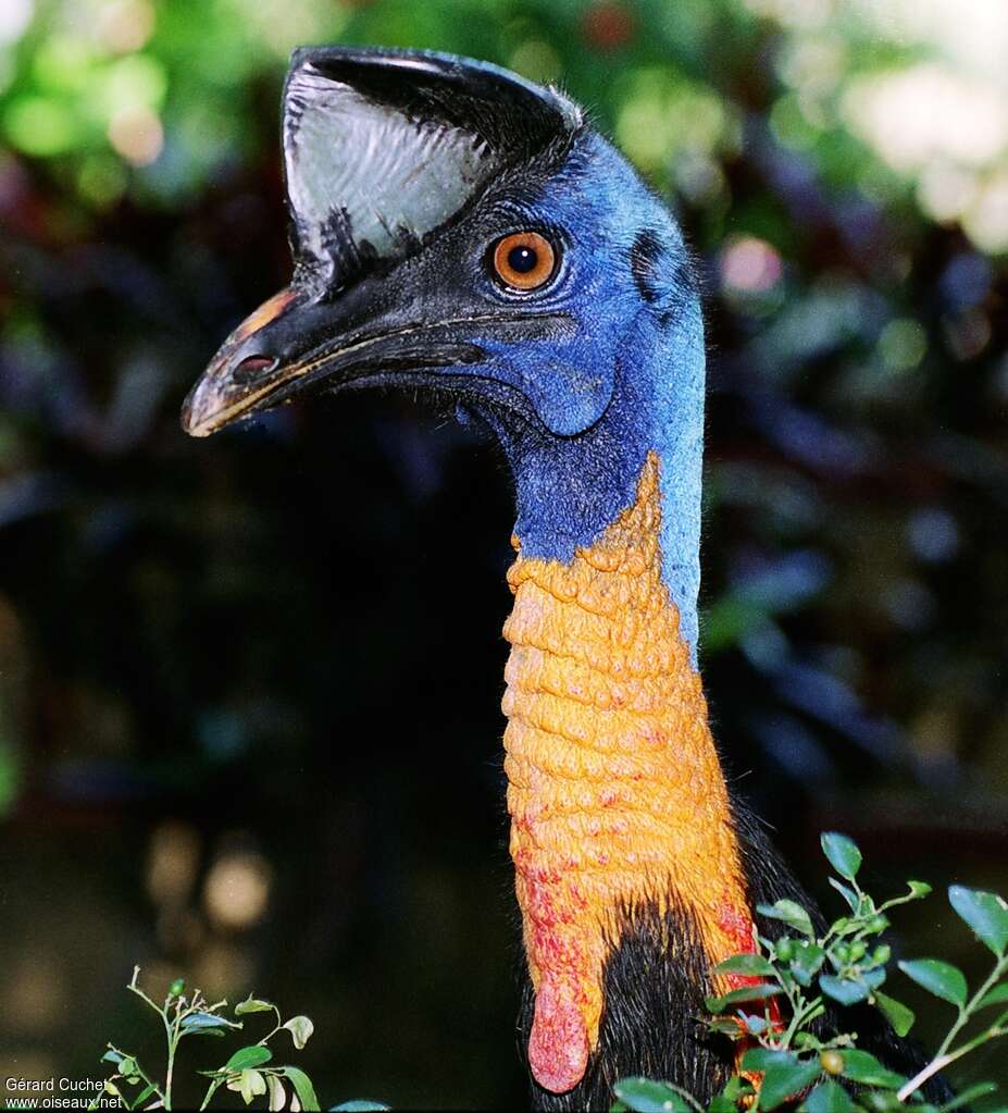 Northern Cassowaryadult, close-up portrait