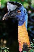 Northern Cassowary