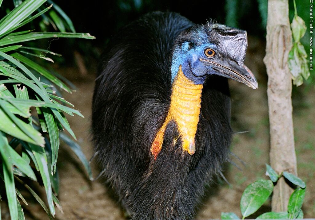 Northern Cassowary