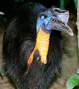 Northern Cassowary