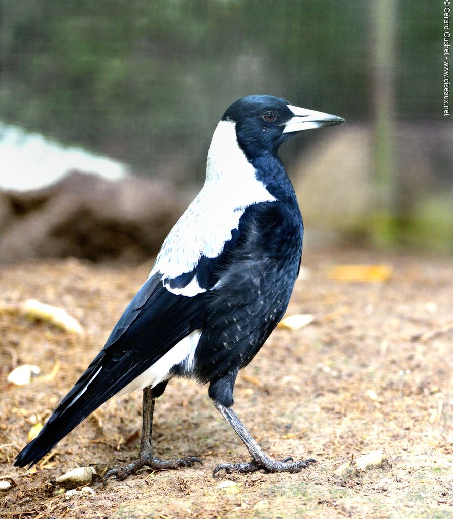 Australian Magpie