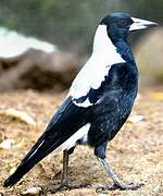 Australian Magpie