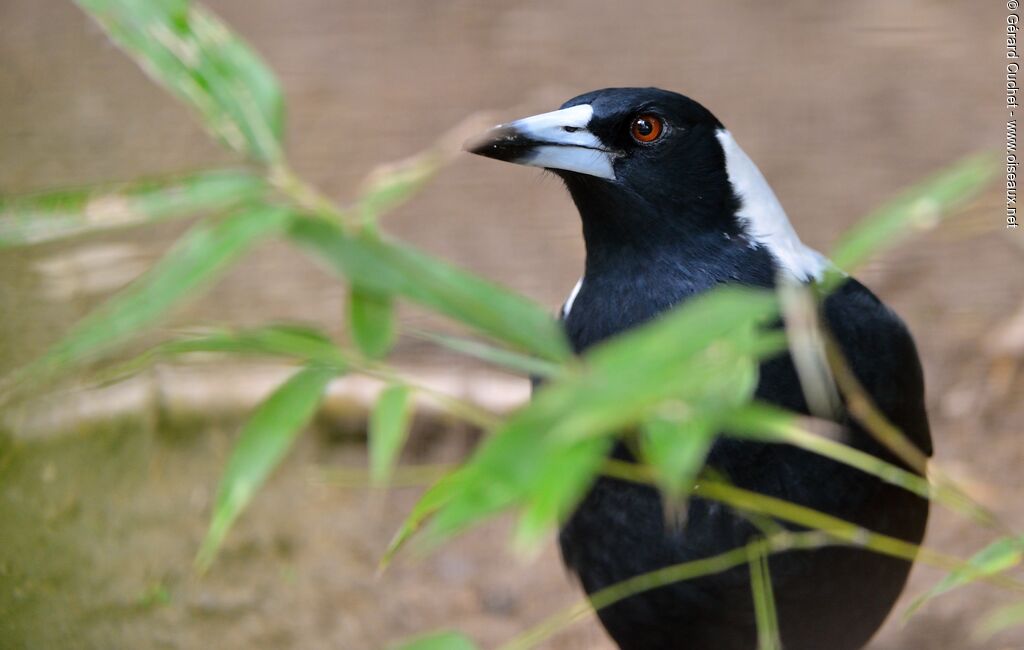 Australian Magpie