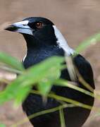 Australian Magpie