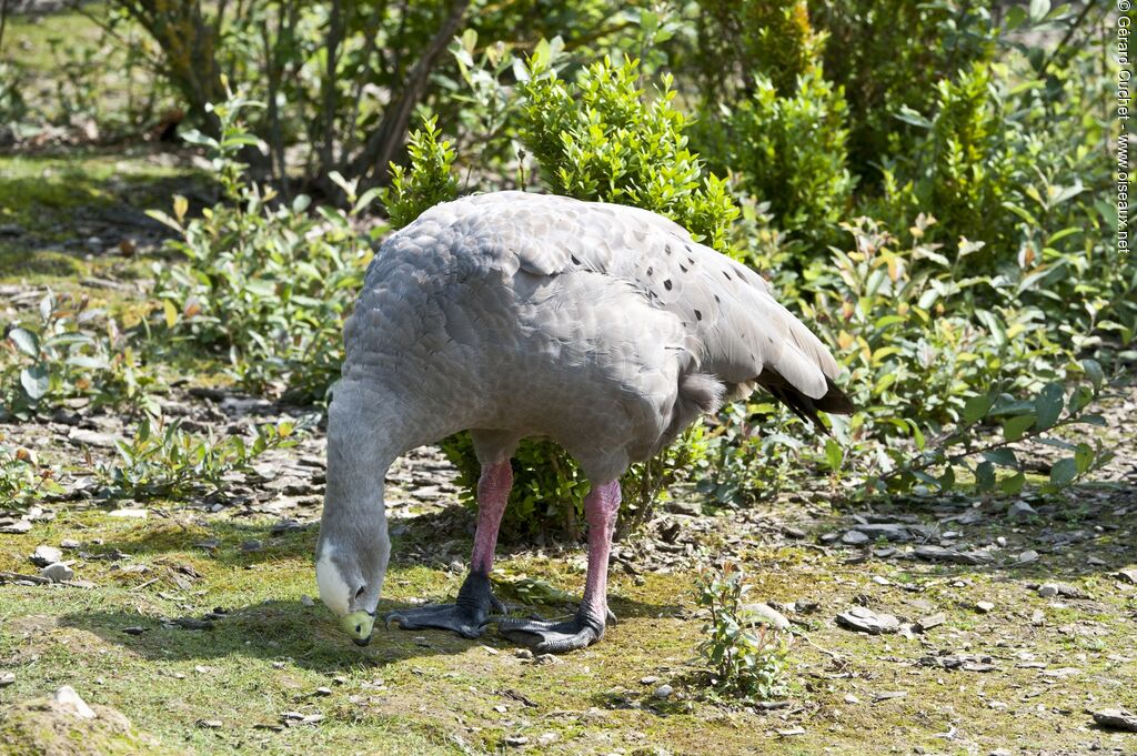 Cape Barren Goose