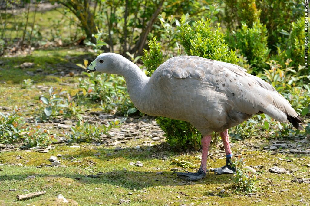 Cape Barren Goose