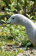 Cape Barren Goose