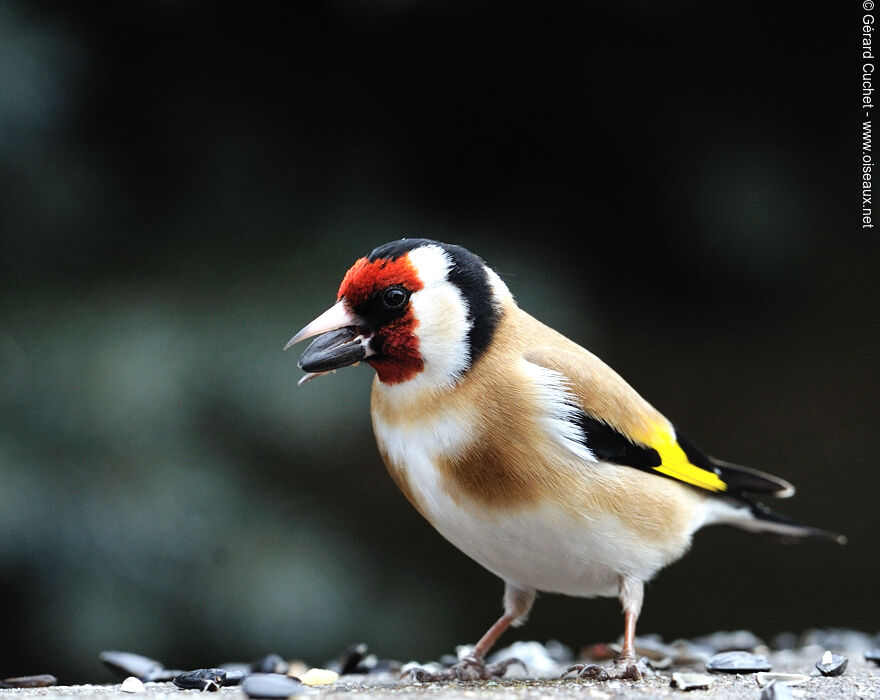 Chardonneret élégant