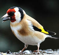 European Goldfinch