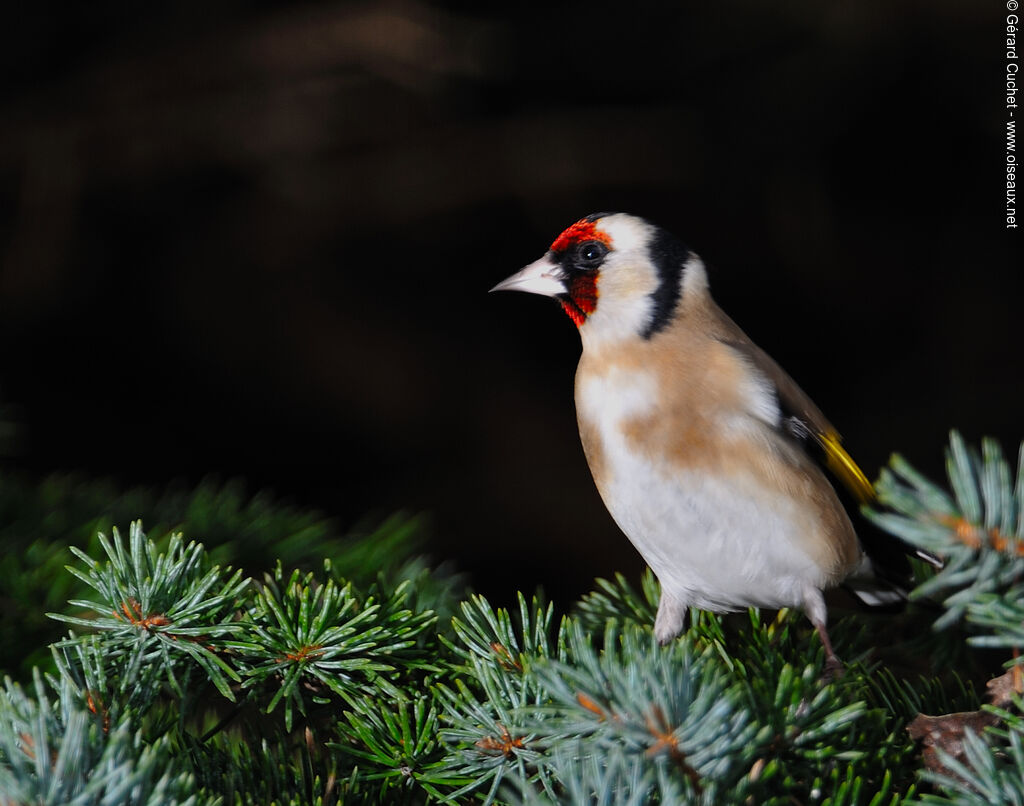 European Goldfinch