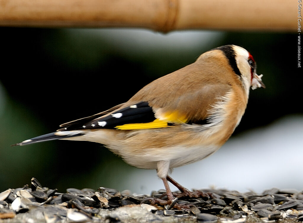 European Goldfinch