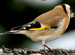 European Goldfinch