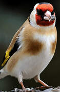 European Goldfinch