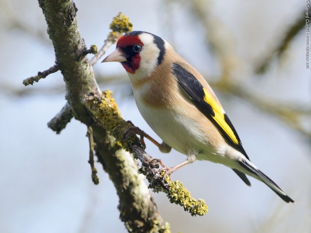 Chardonneret élégant