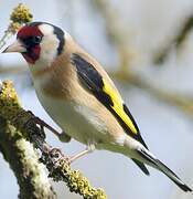 European Goldfinch