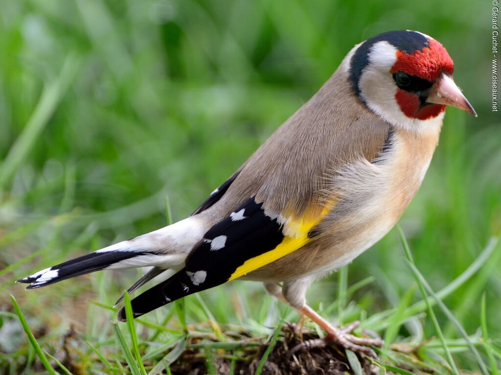 European Goldfinch