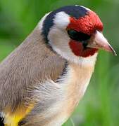 European Goldfinch